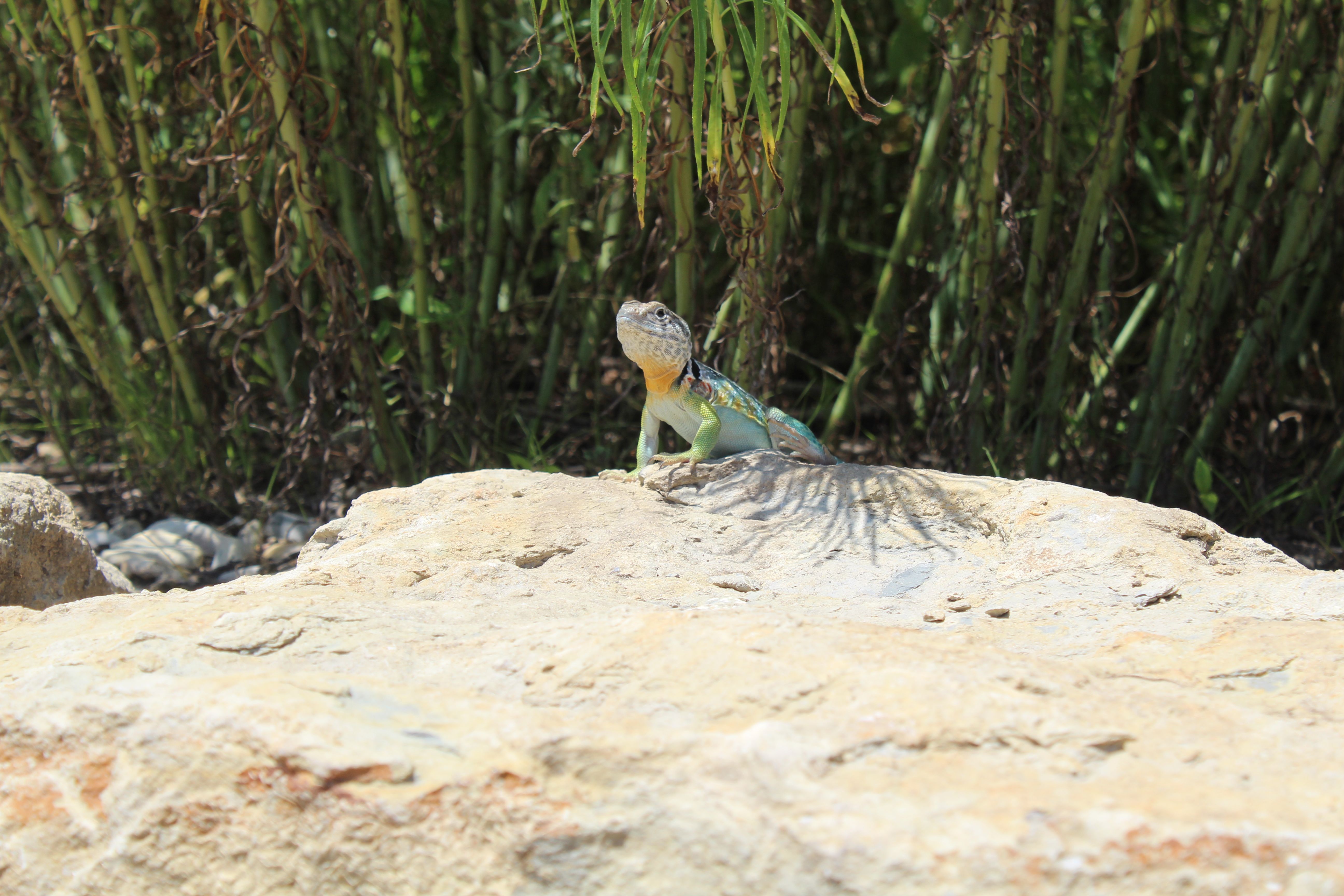 Colorful Lizard on Sunlit Rock in Nature · Free Stock Photo