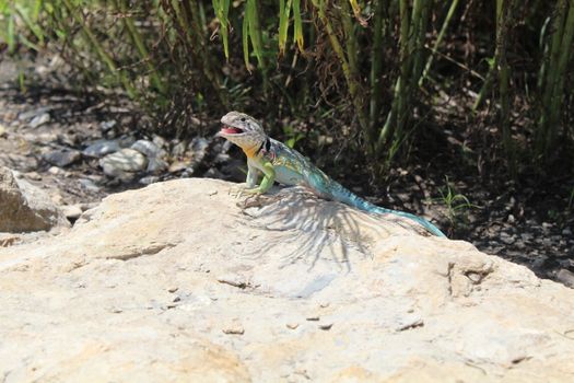 lizard photo