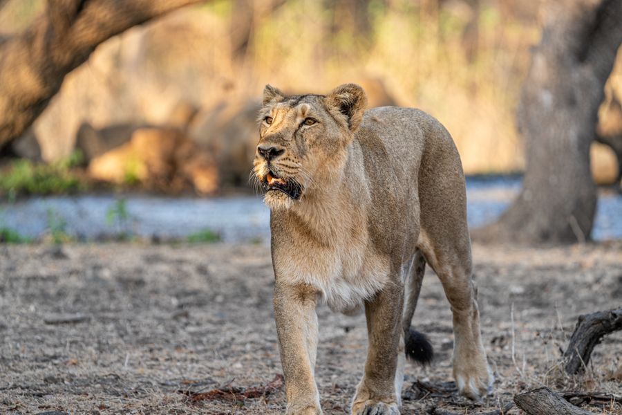 Gir National Park photo 8