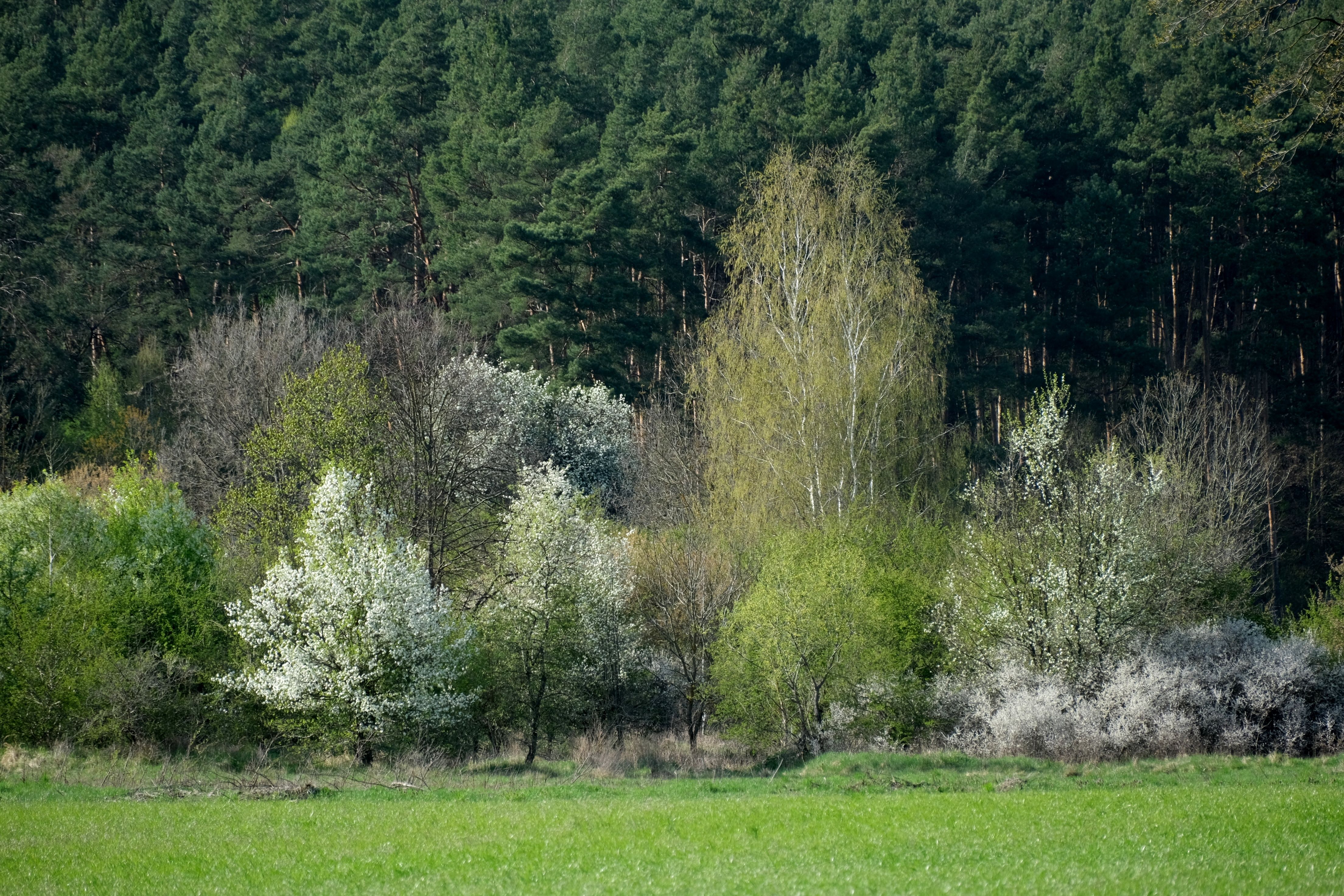 Lush Spring Forest with Diverse Trees and Greenery · Free Stock Photo