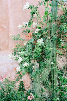 Cactus and flowers thrive against a sunlit stucco wall, showcasing nature's contrast.