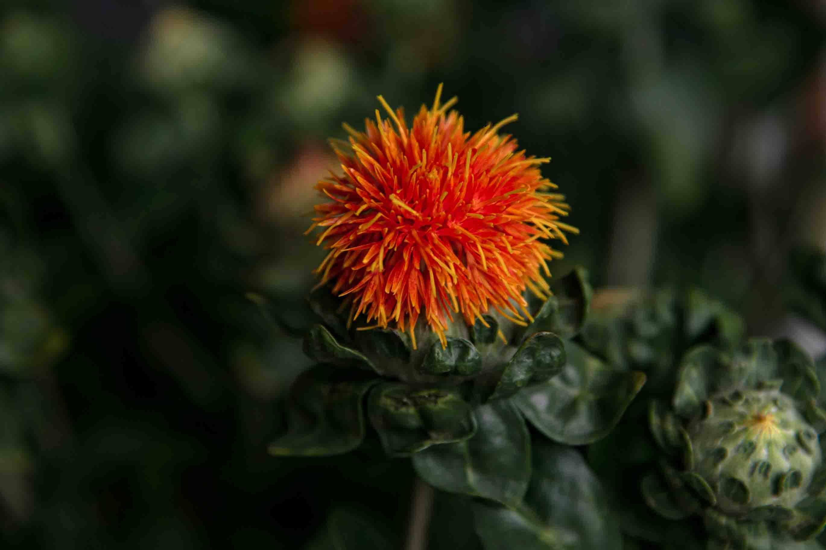 Close-up of a vibrant orange safflower bloom surrounded by dark green leaves. - Evidence evidence guide for safflower oil cholesterol meta-analysis