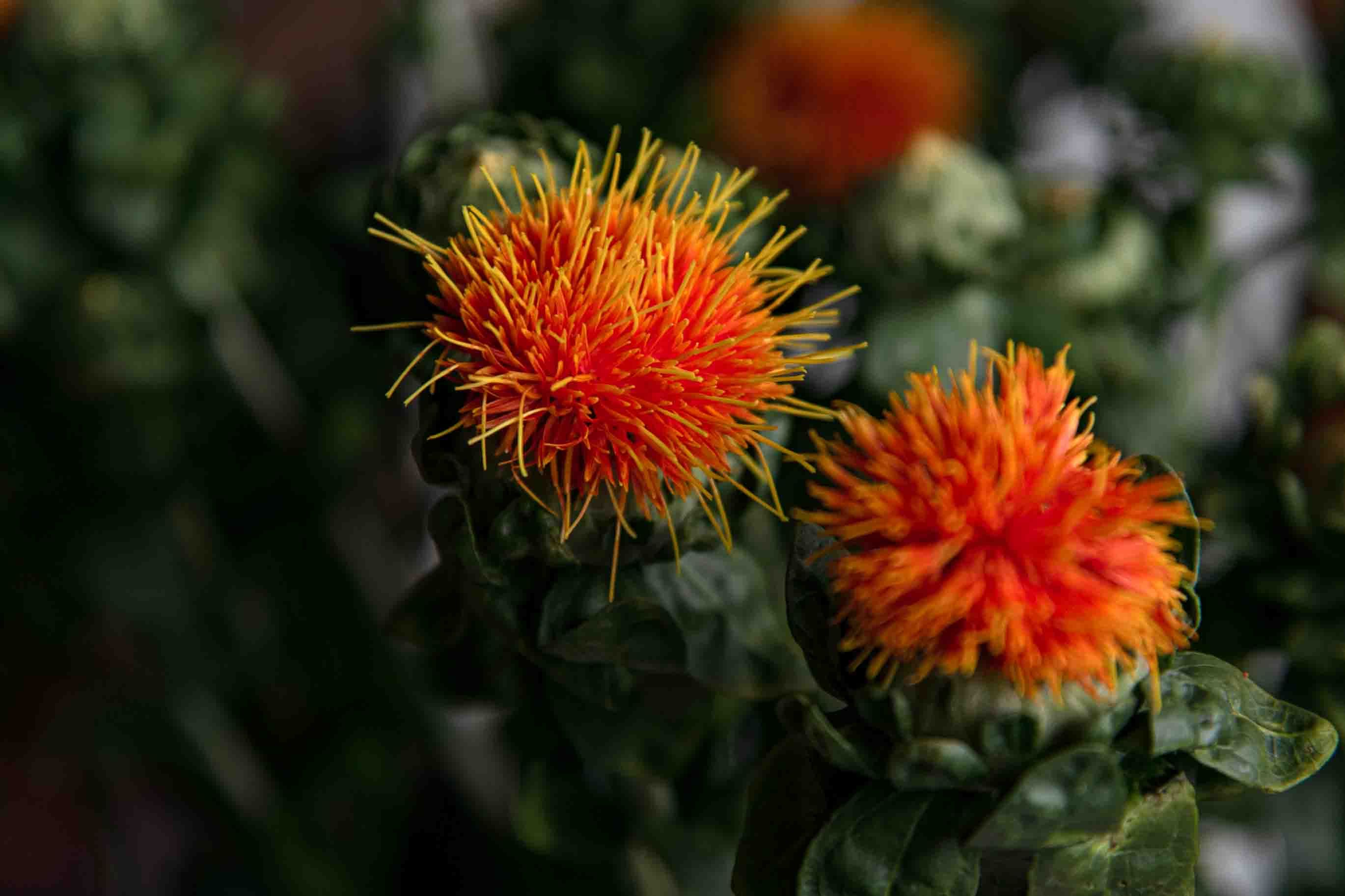 Close-up of vivid orange safflower blossoms in an indoor garden setting, showcasing their striking beauty. - Evidence evidence guide for safflower oil sleep randomized trial