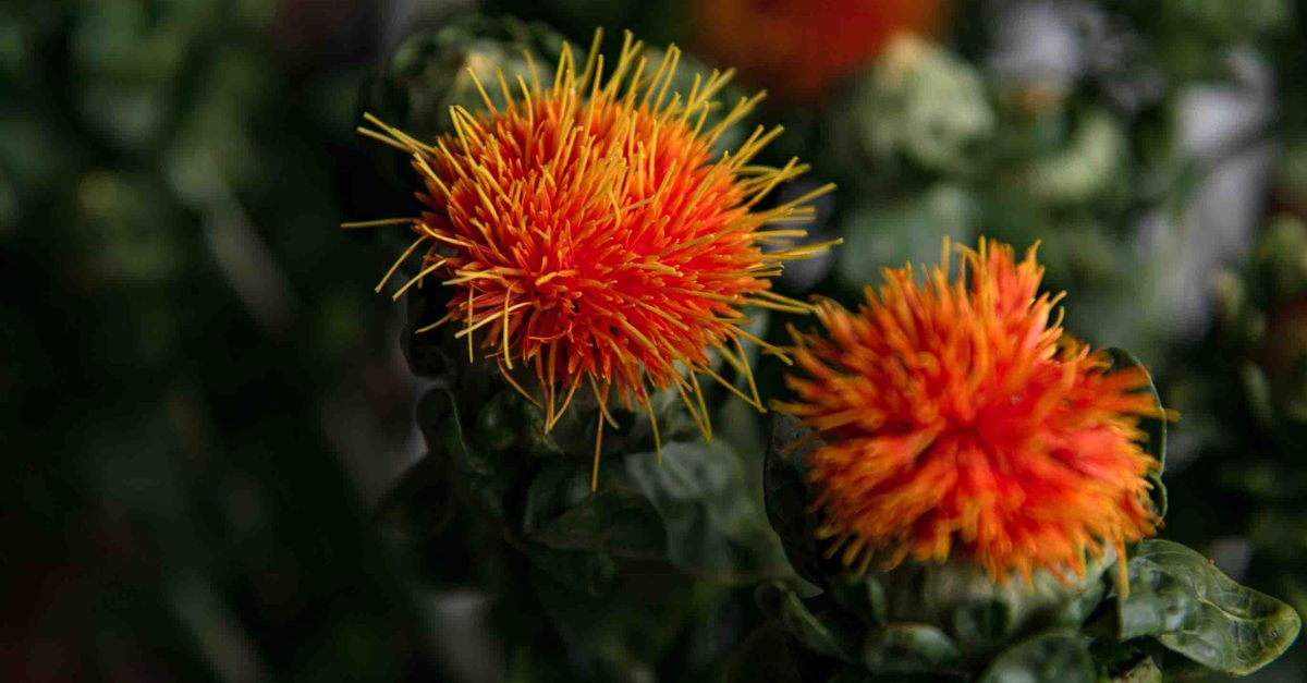 Close-up of vivid orange safflower blossoms in an indoor garden setting, showcasing their striking beauty. - Evidence evidence guide for safflower oil sleep randomized trial