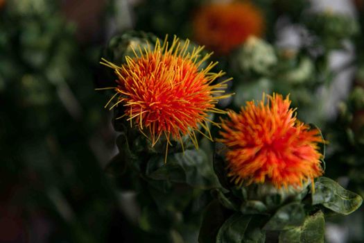 bright safflower red dye