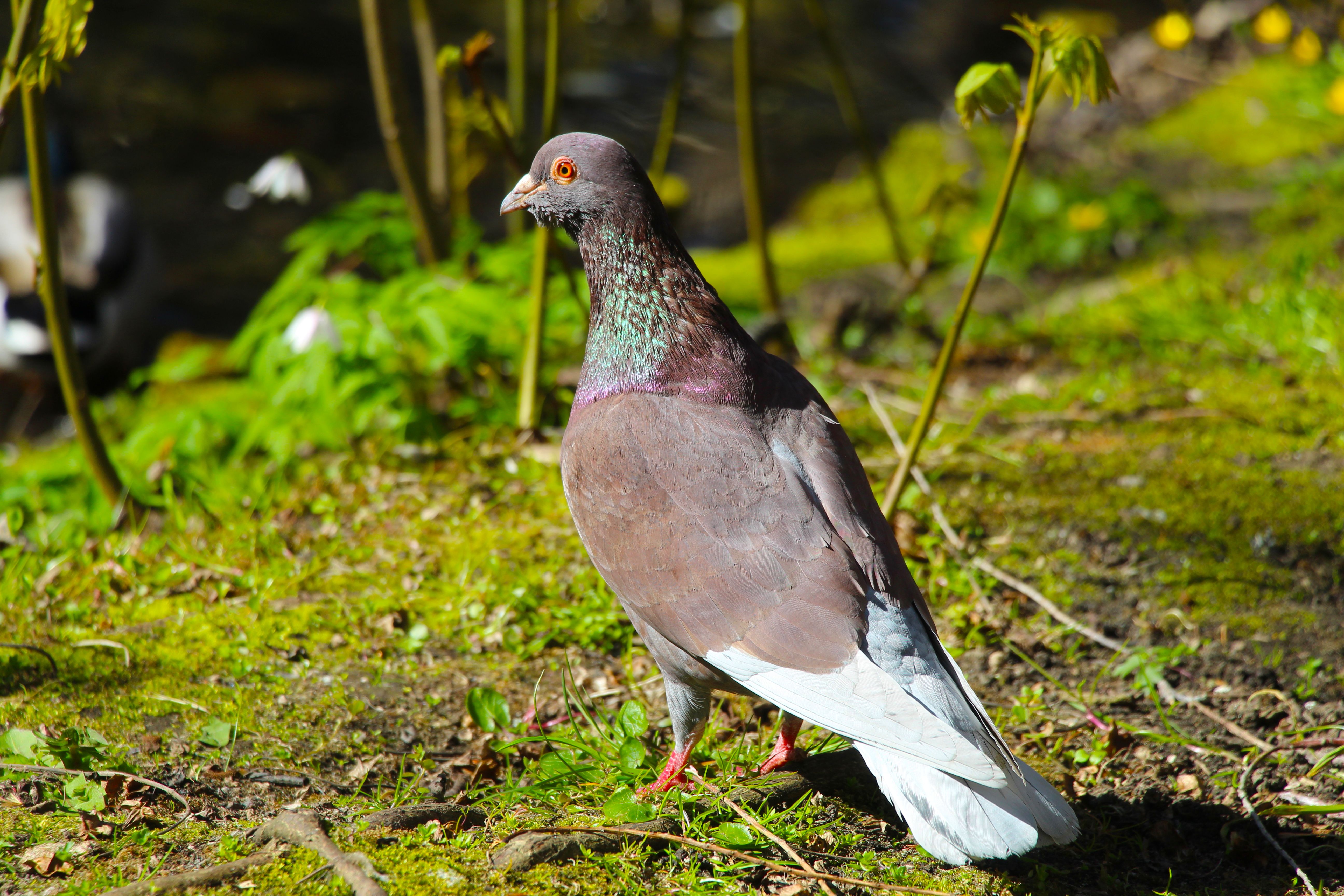Detailed view of a pigeon standing on vibrant mossy ground, surrounded by greenery.