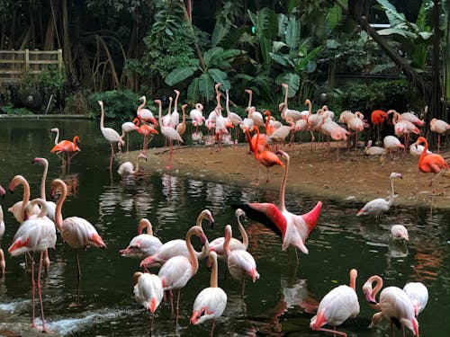 Free Flock of Flamingos  Stock Photo