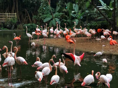 Free A beautiful group of flamingos by a serene lake in Guangzhou, China, surrounded by lush greenery. Stock Photo