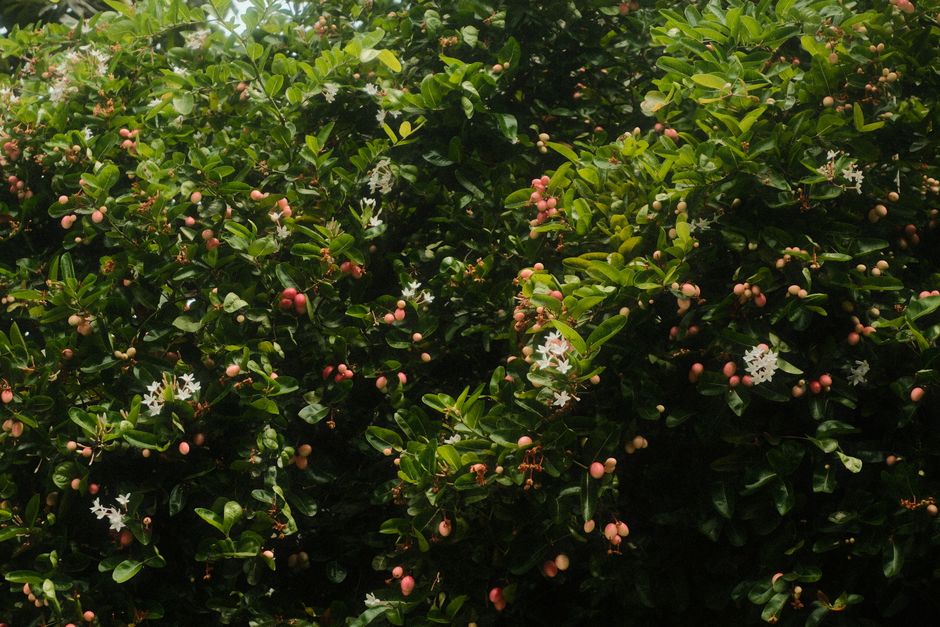 Lush Carissa Carandas shrub with vibrant pink fruits and white flowers in Ho Chi Minh City, Vietnam.