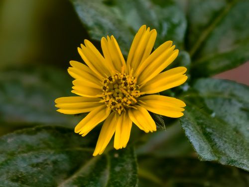 Free Beautiful close-up of a vibrant yellow daisy flower against lush green leaves. Stock Photo