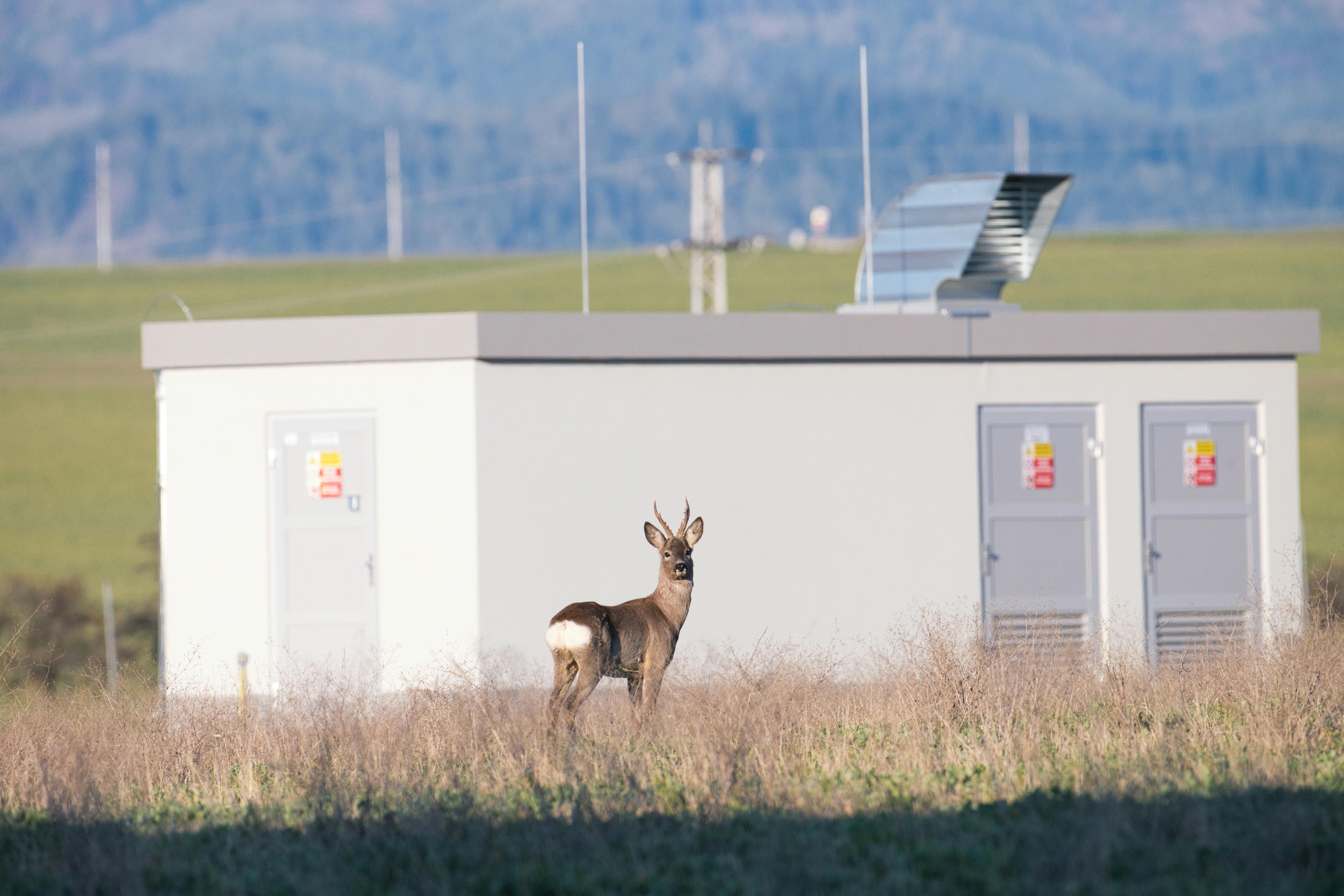 Our Expertise in Wildlife Management
