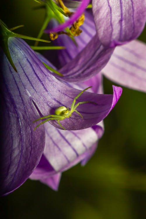 Základová fotografie zdarma na téma barevný obrázek, botanický, fialová