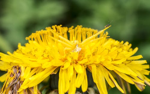 Бесплатное стоковое фото с misumena vatia, весна, головка цветка