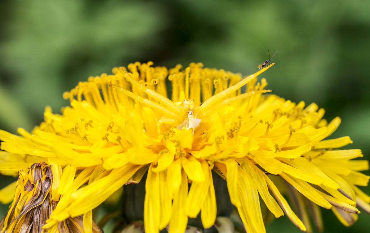 Free stock photo of animal, bloom, close-up