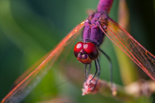 Dragonfly Zat Op Bruine Stam In Close Up Fotografie