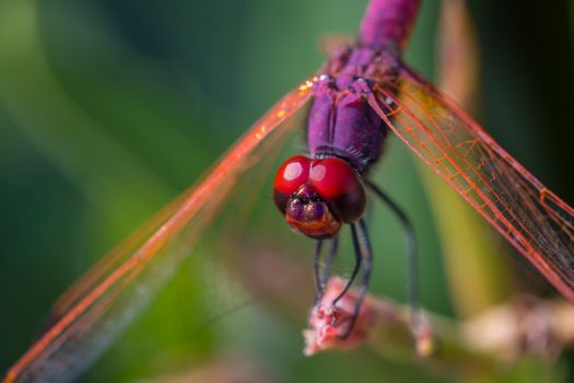 Dragonfly Perched On Brown Stem In Close Up Photography