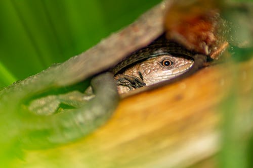 Free stock photo of amphibian, animal, animal eye