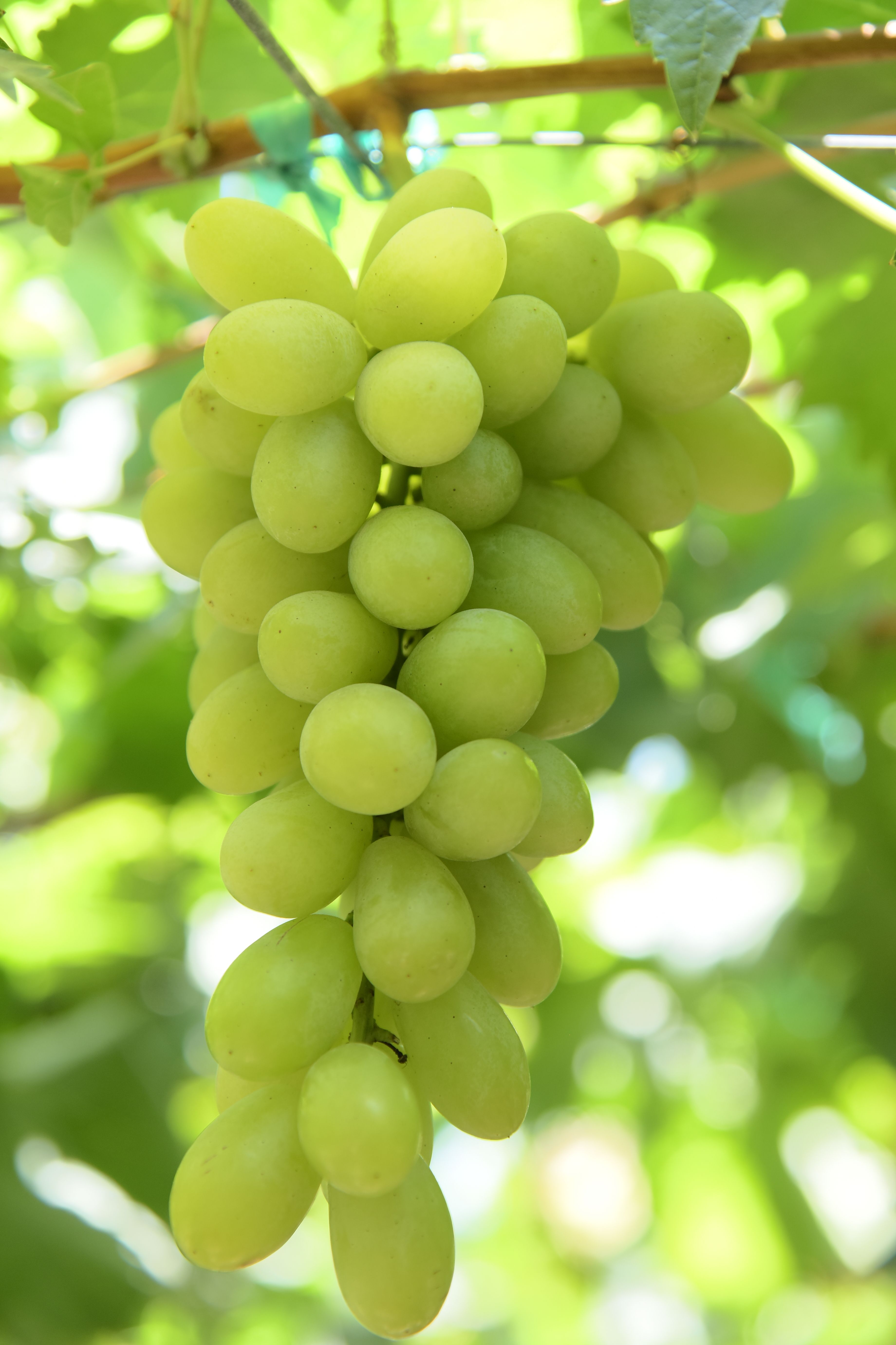 Close-up of a fresh bunch of green grapes hanging on a vine, bathed in sunlight and surrounded by vibrant green leaves.