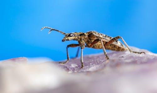 Free Insect On Surface Stock Photo