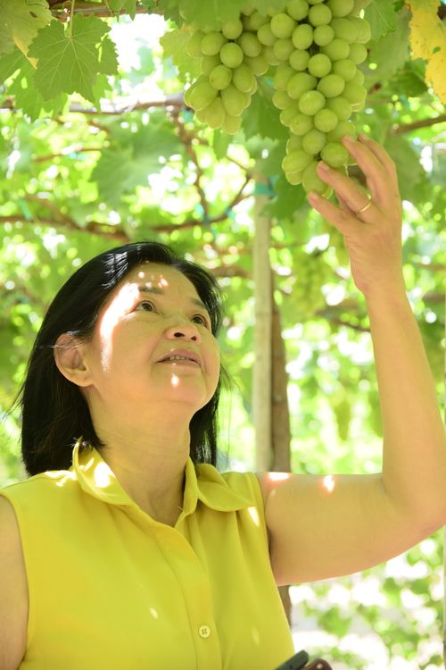 Free A woman reaches for a bunch of green grapes under dappled sunlight in a vineyard. Stock Photo