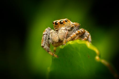 Photos gratuites de animal, apprendre, araignée sauteuse