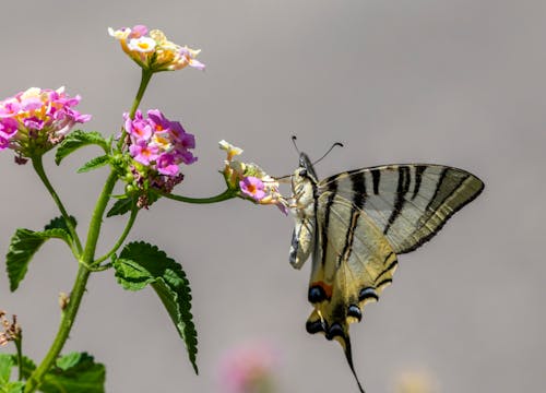 Gratis lagerfoto af animal antenne, animal wing, blomst