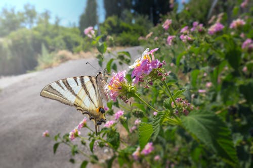 Бесплатное стоковое фото с бабочка ласточкин хвост, бабочка насекомое, бабочки
