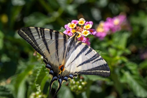 Gratis lagerfoto af animal antenne, animal wing, blomst