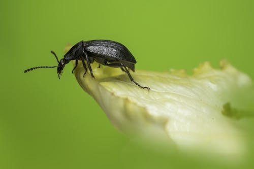 Бесплатное стоковое фото с beetle, беспозвоночный, Биология