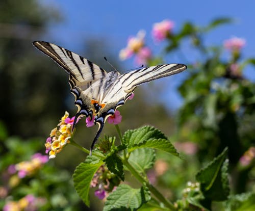 Kostnadsfri bild av animal wing, blomma, bräcklighet