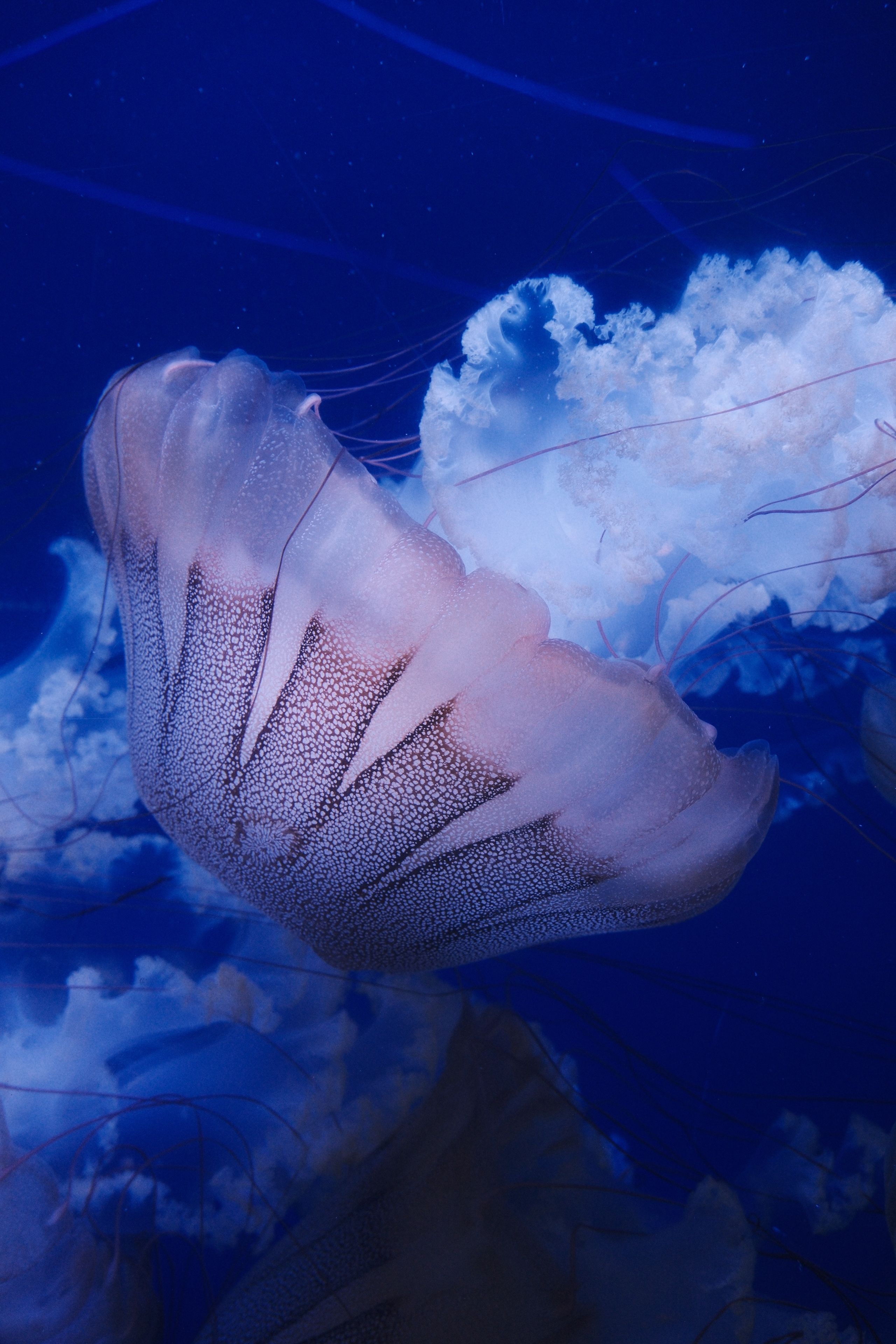 Graceful Jellyfish Floating in Deep Blue Ocean · Free Stock Photo