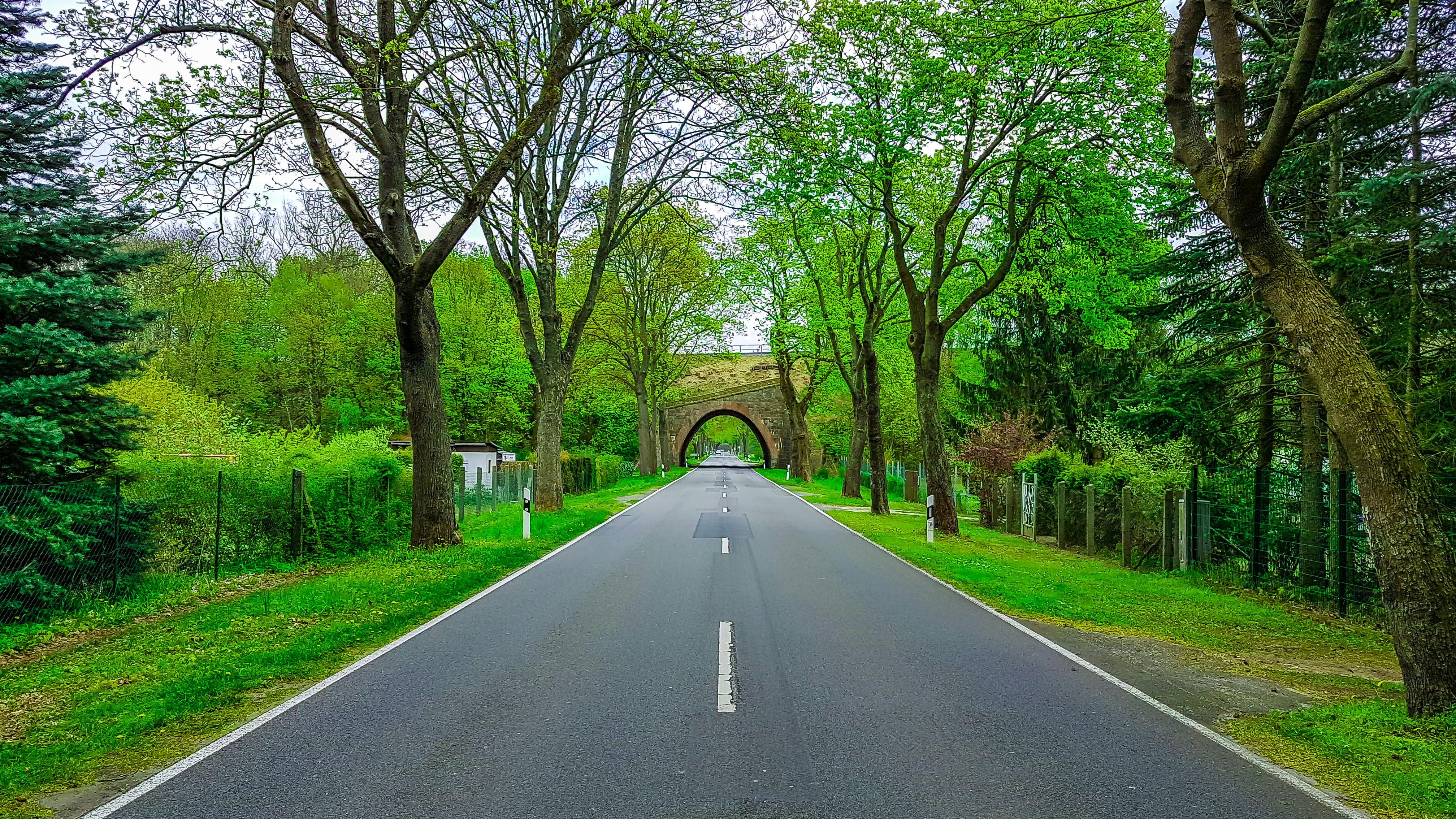 empty road near bright green forest in daylight in countryside