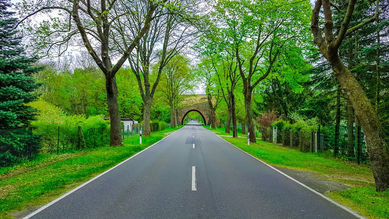 Narrow asphalt roadway with marking lines and arched tunnel far away between colorful trees with thick trunks and green grass in rural zone