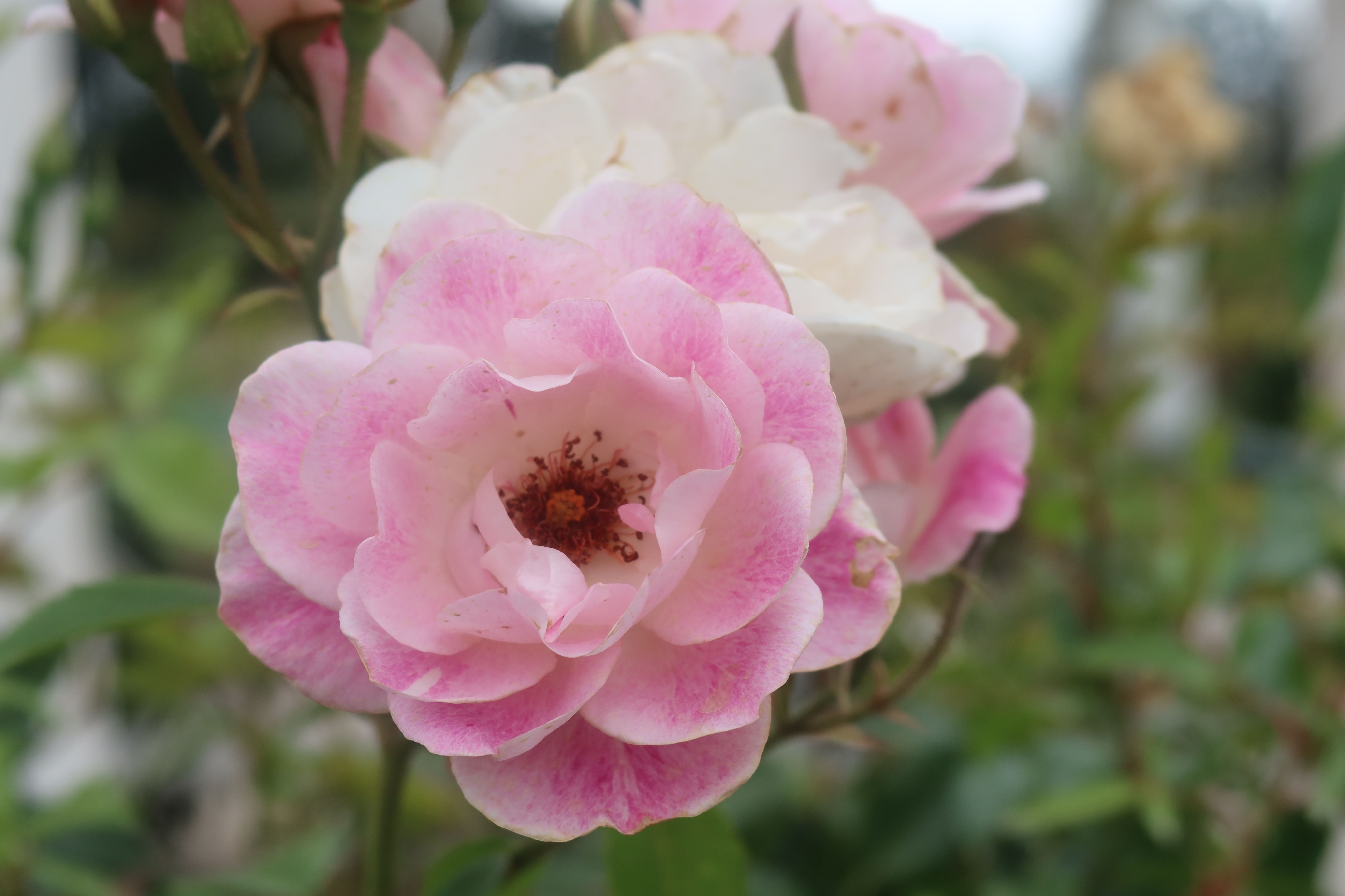 Close-Up of Delicate Pink Roses in Bloom · Free Stock Photo