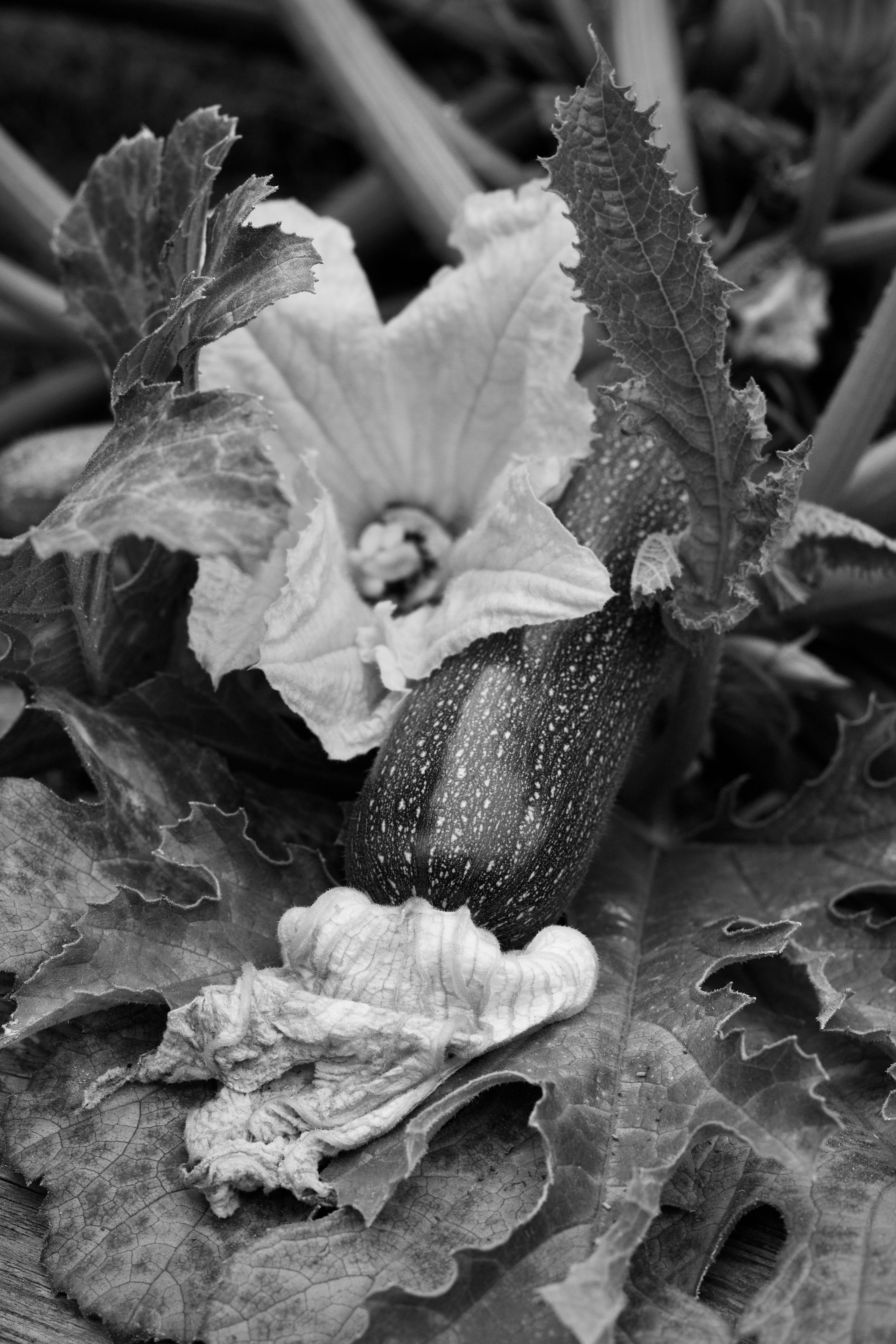 Courgettes en pot sur balcon réussir fécondation manuelle 