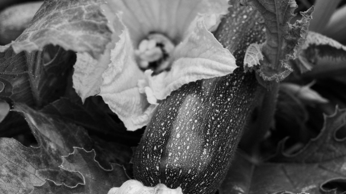 Courgettes en pot sur balcon réussir fécondation manuelle