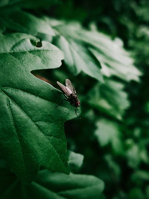 Free черно серая муха на зеленом листе Stock Photo
