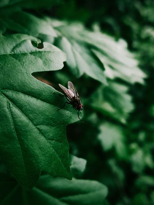 Free Detailed macro photograph of a fly resting on green foliage, focusing on texture and color. Stock Photo