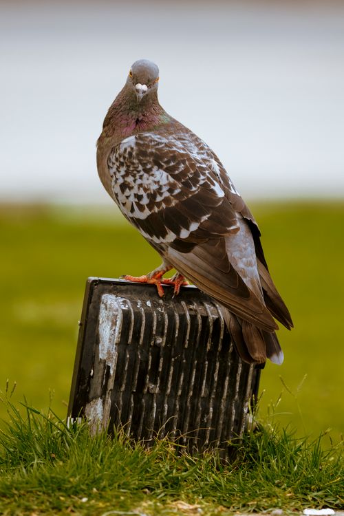 Free A detailed photograph of a rock pigeon perched on a weathered metal vent outdoors. Stock Photo