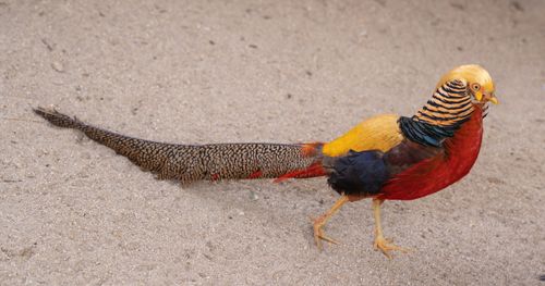 Free A colorful golden pheasant walking on sand, showcasing its vibrant plumage. Stock Photo