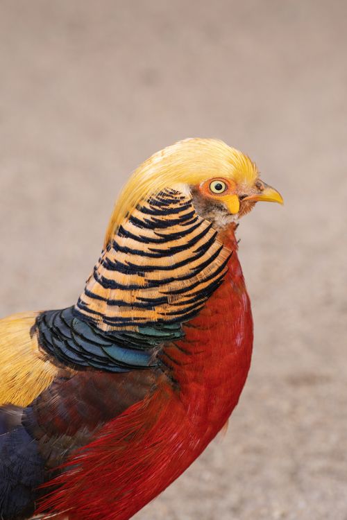 Free Close-up photo of a vibrant Golden Pheasant (Chrysolophus pictus) outdoors. Stock Photo