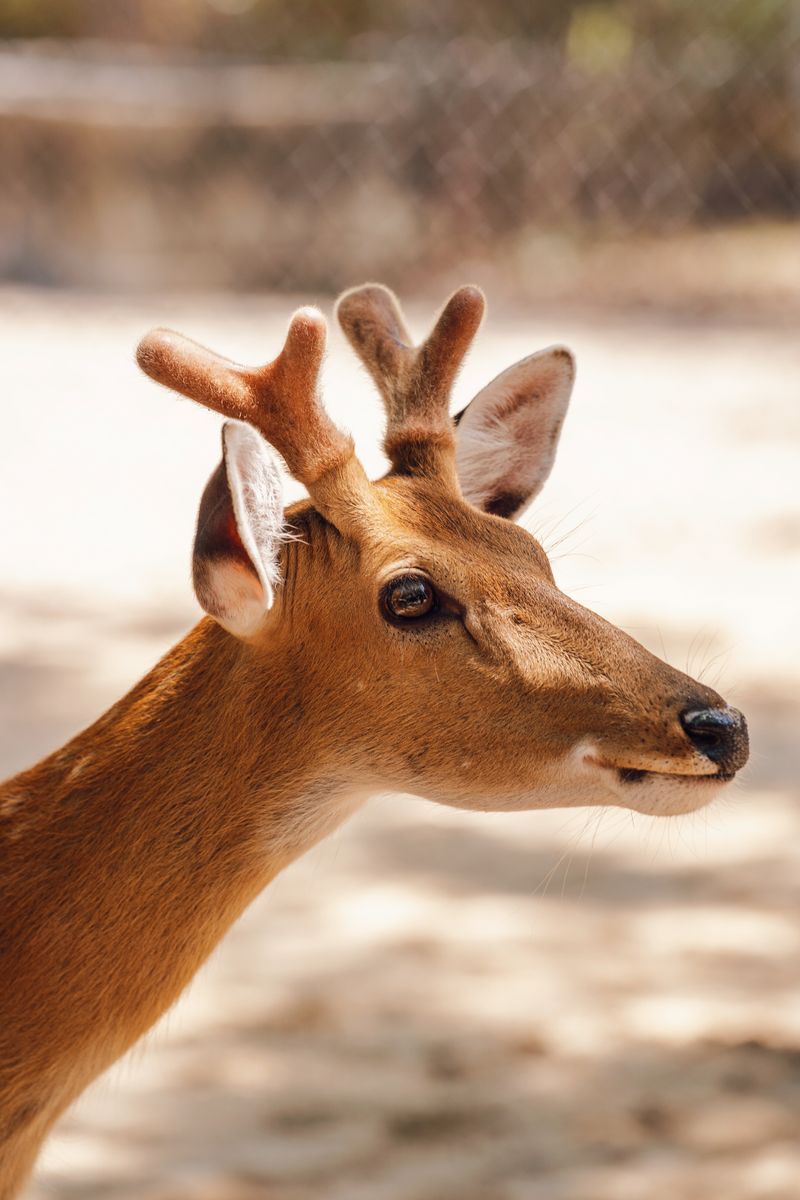 Close-up of a young deer with antlers in a sunny outdoor setting, displaying natural beauty.