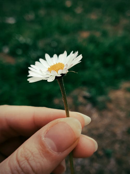 盛开的白雏菊