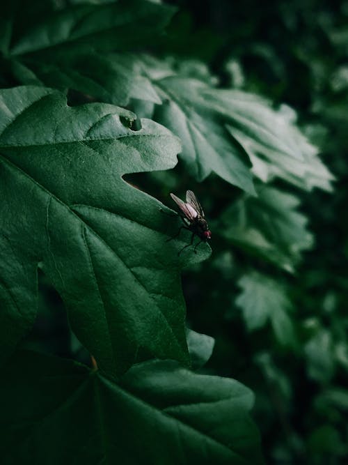 Black and Gray Fly on Green Leaf