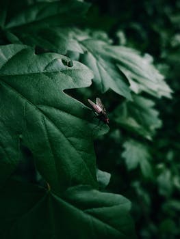 一张特写图像展示了一只苍蝇在一片充满活力的绿叶上休息的细节
