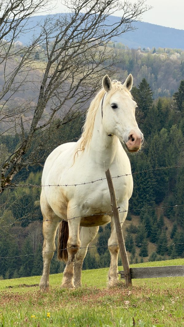 Weißes Pferd auf einer Bergweide