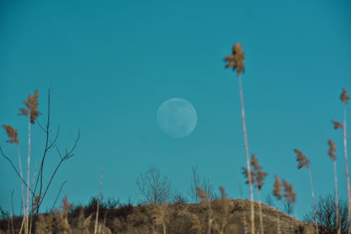 Spectacular view of full moon on cloudless sky under hillside with faded grass and dry trees with thin trunks in autumn in daylight