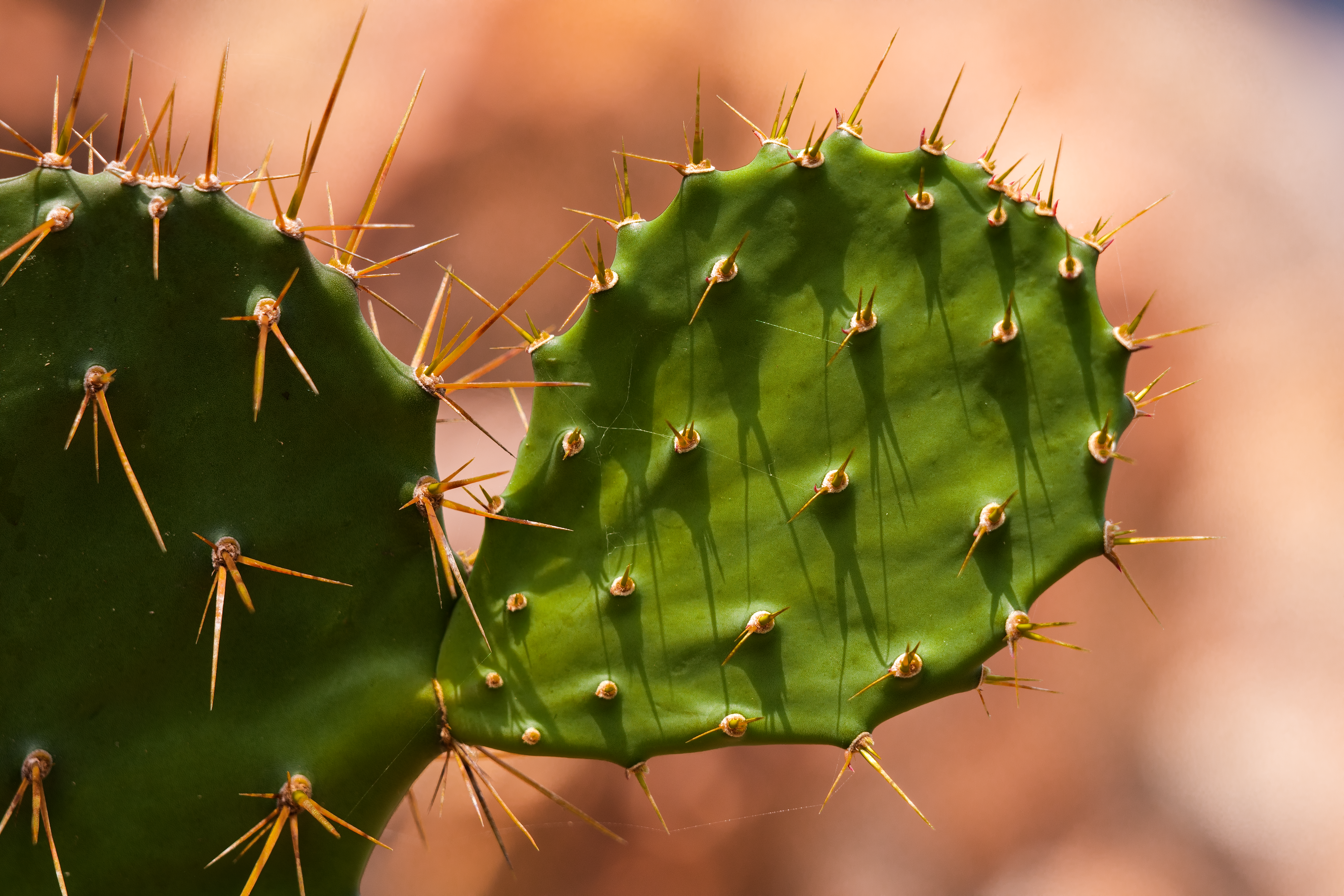 Cactus Sports, an independent ASU merchandise store, is thriving in Tempe — Photo by ㅤ quang vinh ㅤ on Pexels