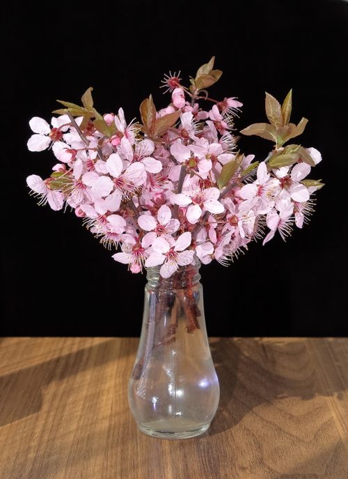 Free A vibrant pink cherry blossom bouquet elegantly arranged in a clear glass vase on a wooden table. Stock Photo