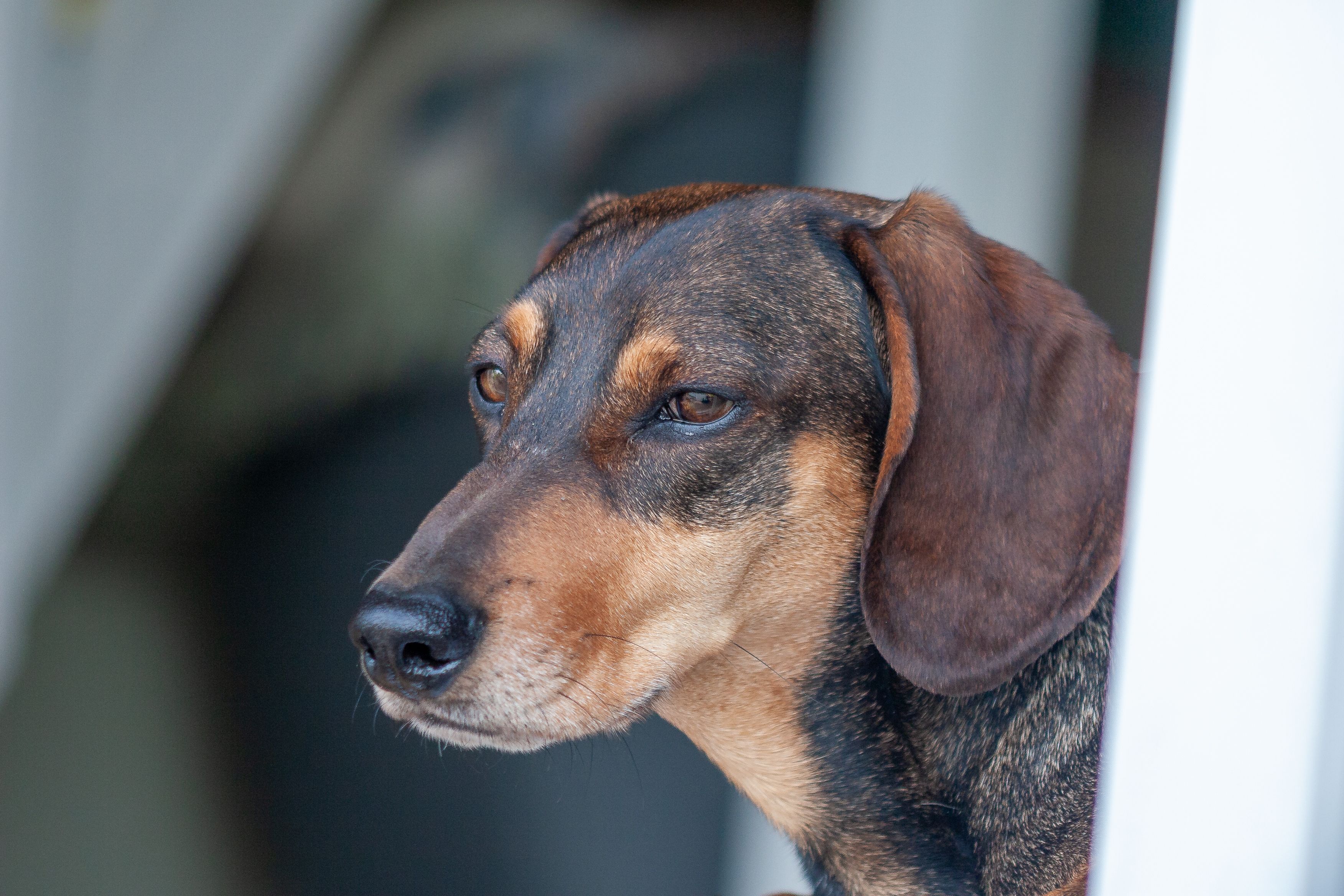 Portrait of a pet at a veterinary clinic